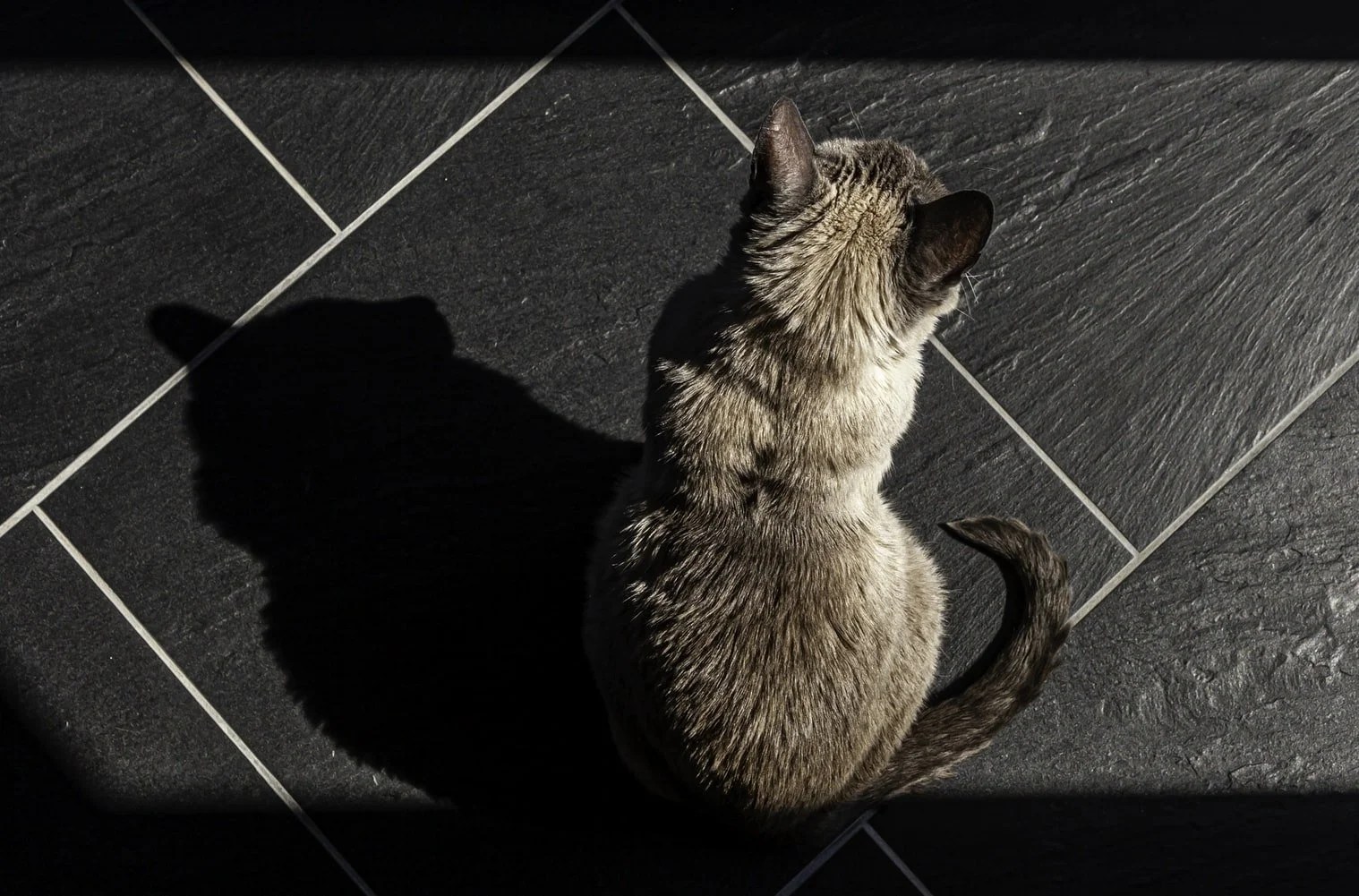 Tips On How To Keep Cat From Under Recliner? Born For Pets