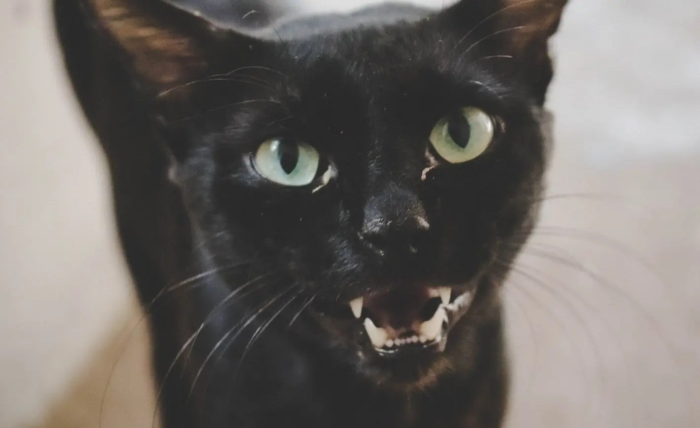 Why Do Cat Fangs Stick Out? (And How To Help!) Born For Pets