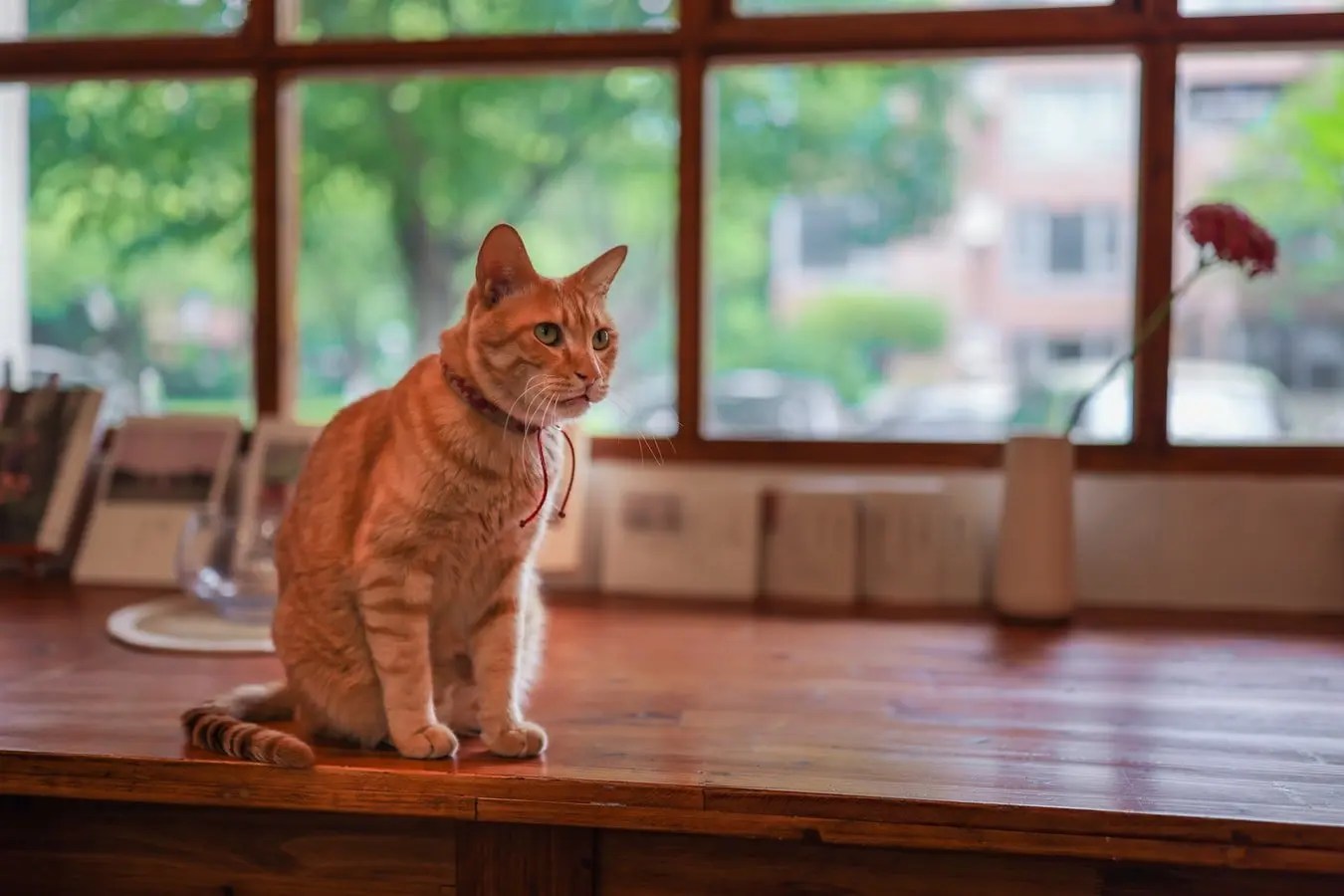 Reasons Why Cat Cries When Locked Out Of Bedroom (And How To Help