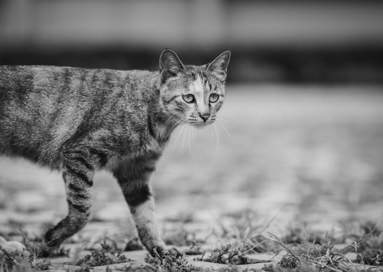 Is Cooked Chicken Good For Cats With Kidney Disease? Born For Pets