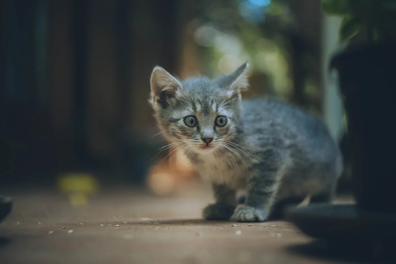 Tips On How To Keep Cat From Under Recliner? Born For Pets