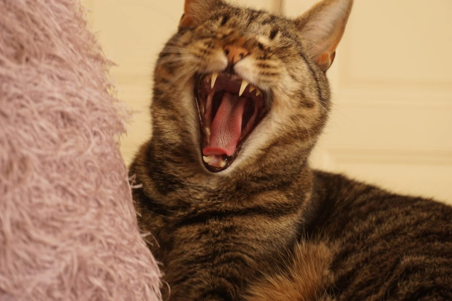 Why Do Cat Fangs Stick Out? (And How To Help!) Born For Pets