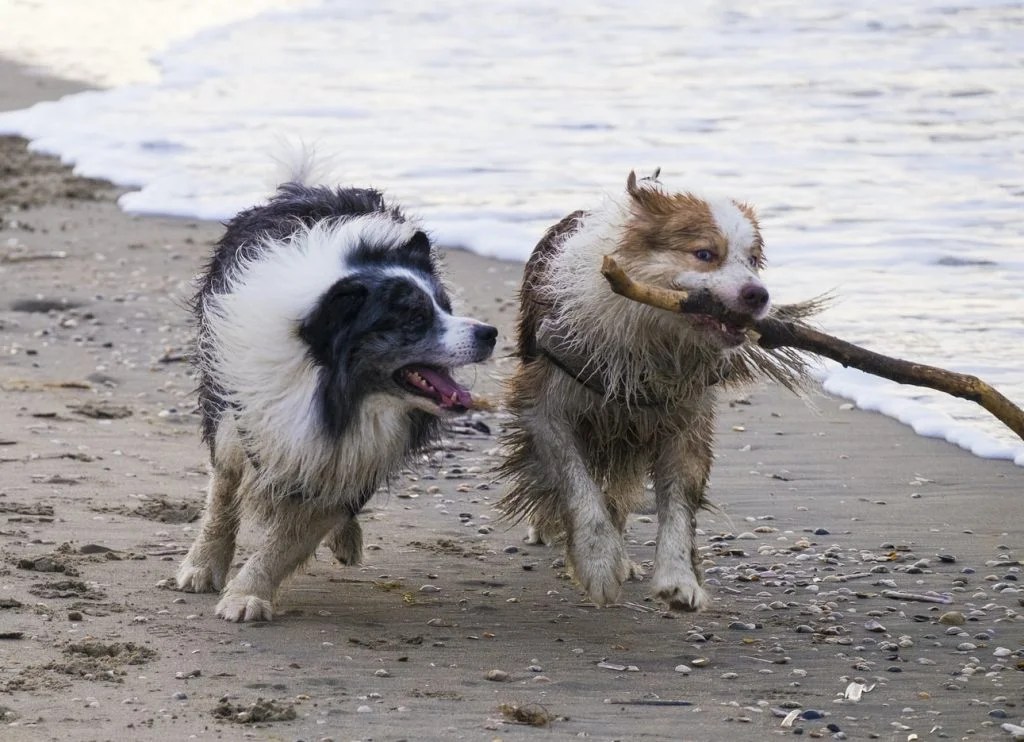 My Dog Only Eats Once A Day! (And What To Do Next!) Born For Pets