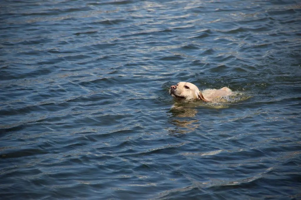 Can Dogs Swim Underwater? (And What to do Instead!) Born For Pets