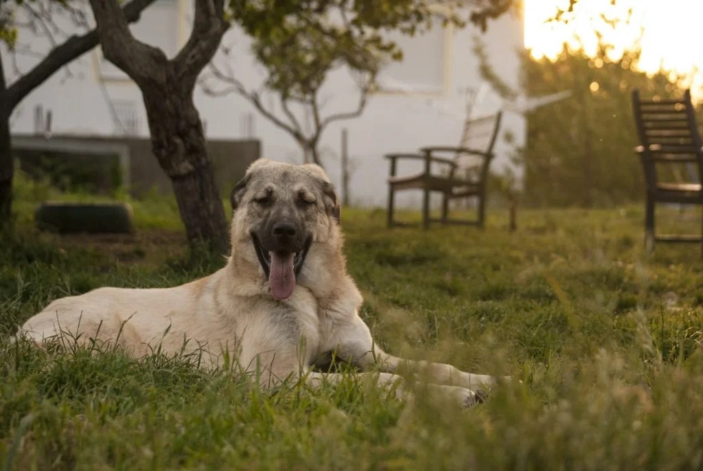 Why Is Dog Eating Poop And Throwing Up? Born For Pets