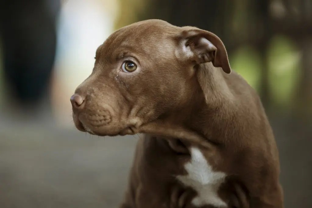 Tips For Puppy Toilet Training At Night (And What to Use