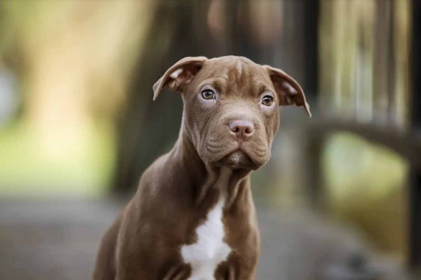Tips For Puppy Toilet Training At Night (And What to Use