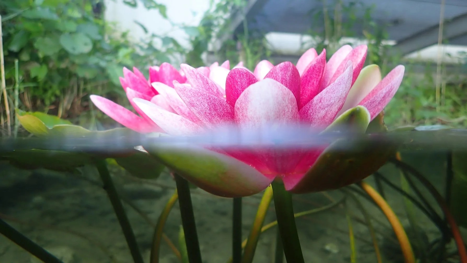 Mixing Live And Fake Plants In Aquarium (And Which Ones To Buy!) Born