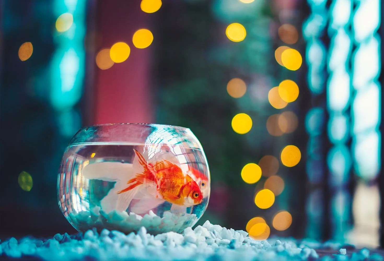 How To Feed Goldfish In A Bowl (And Which Food To Use!) Born For Pets