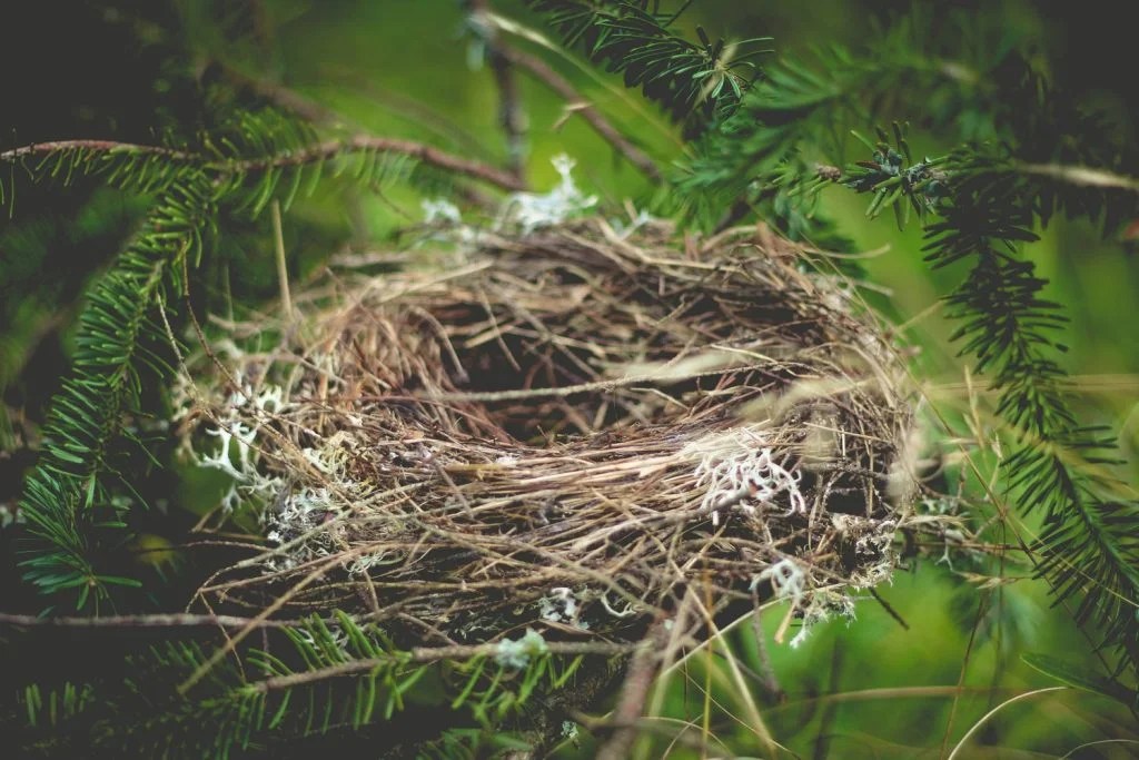 Do Birds Leave Their Eggs Unattended? Born For Pets