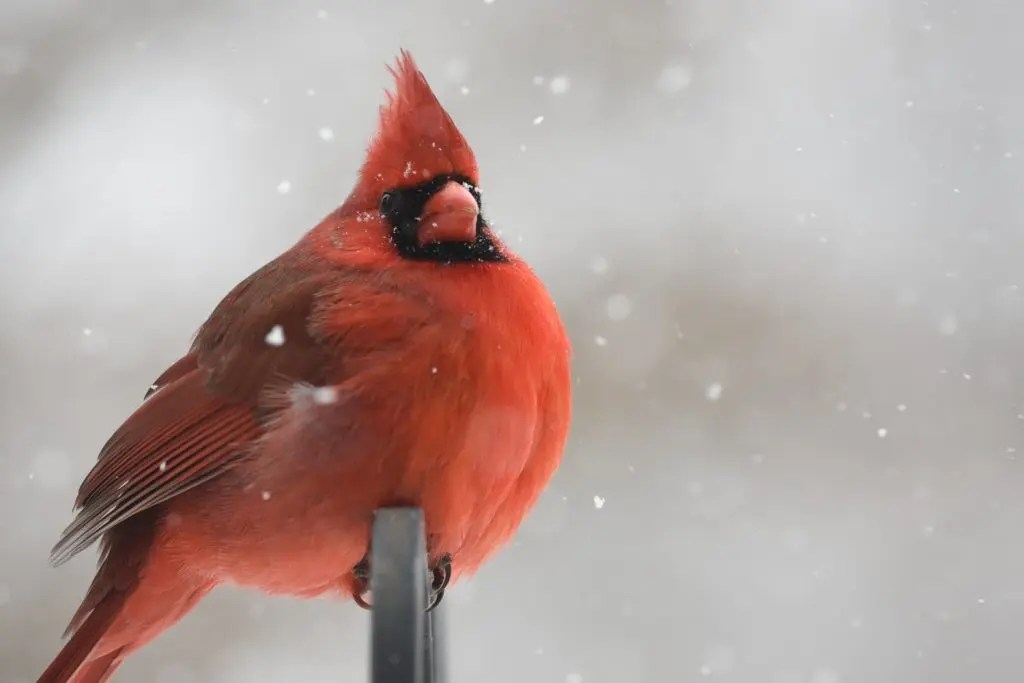 Where Do Cardinals Sleep At Night? Born For Pets