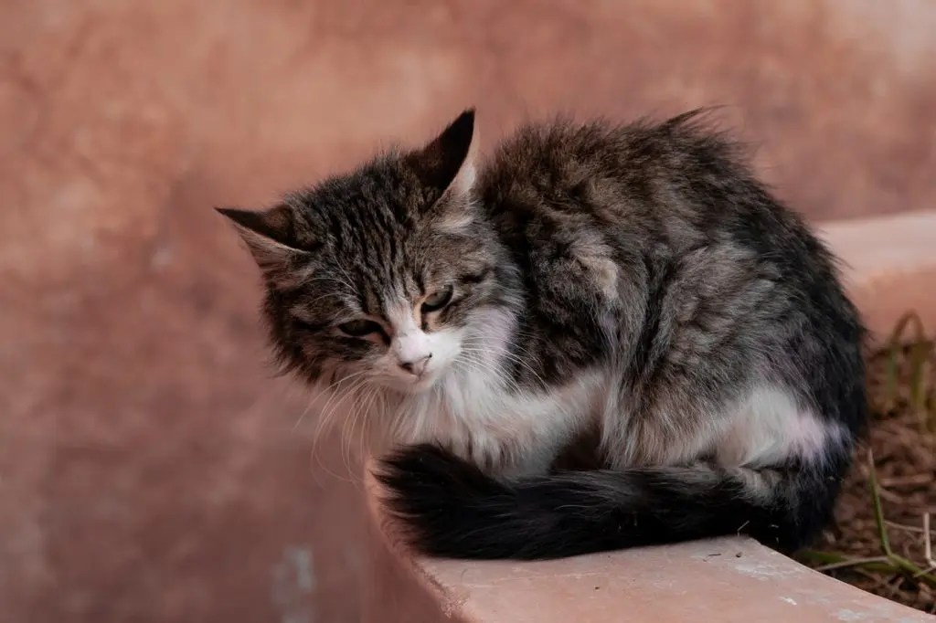 Why Do Female Cats Hump Each Other? (And How To Stop It!) Born For Pets