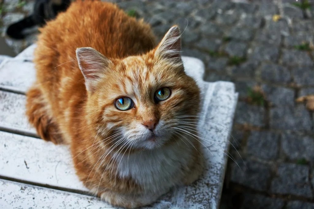 How To Stop Cat Chewing Food And Spitting It Out (And What Works
