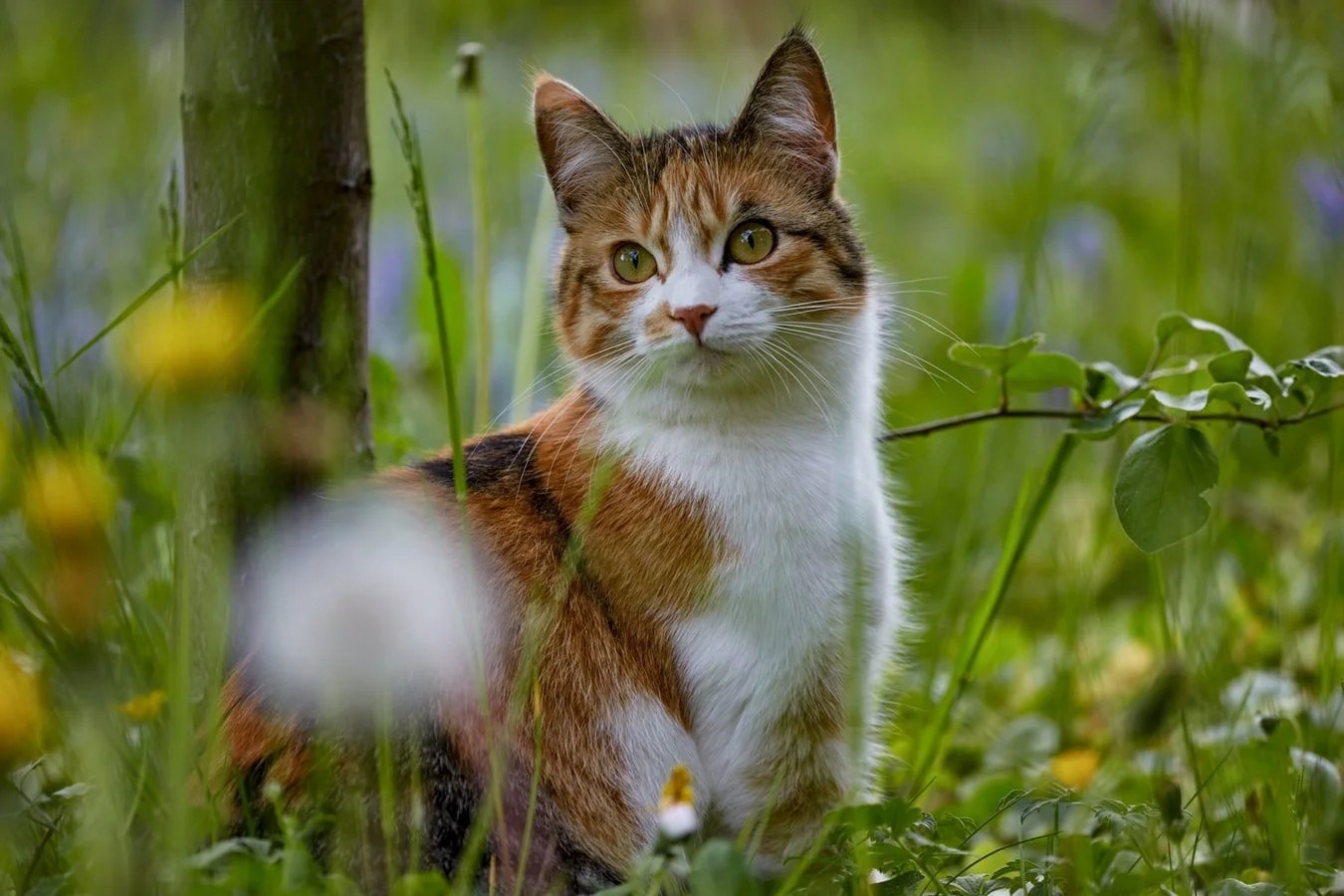How To Remove Cat Litter Stuck To Bum (And How To Stop It From