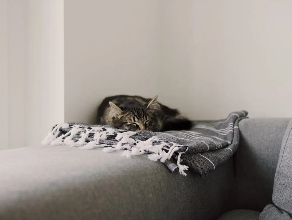 Why Won't My Cat Sleep With Me Anymore? Born For Pets