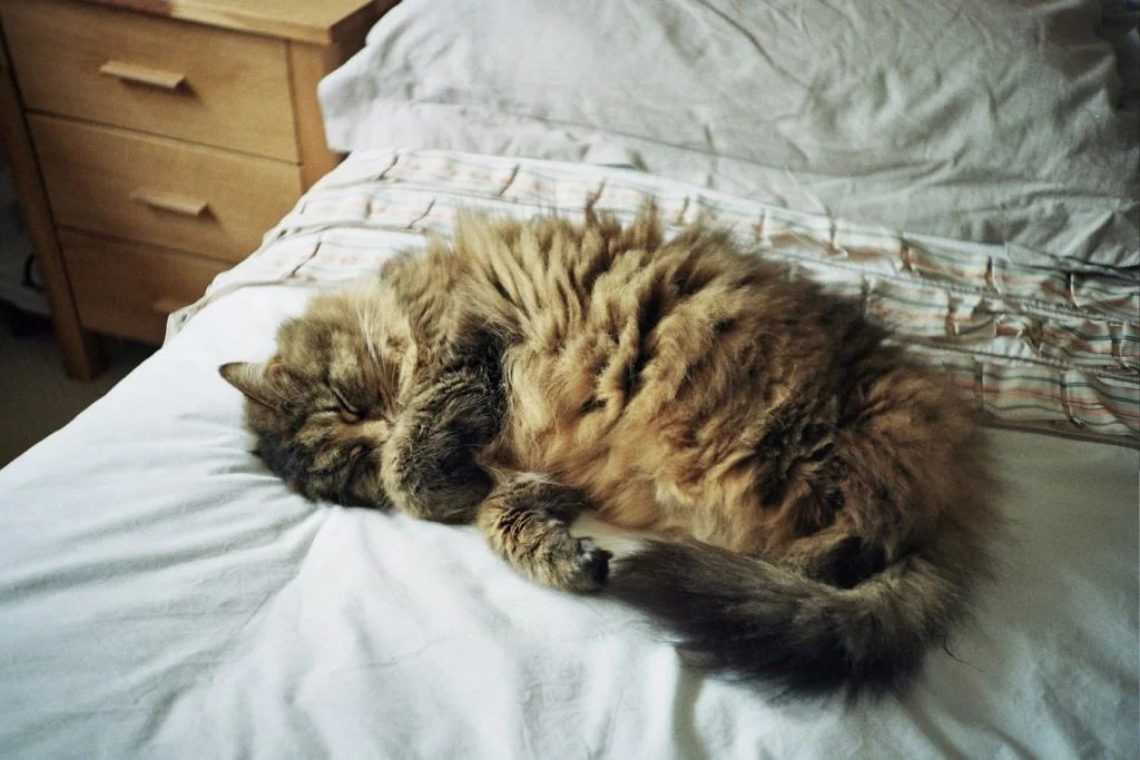 Why Is My Cat Digging On My Bed? (And How To Stop It!) Born For Pets