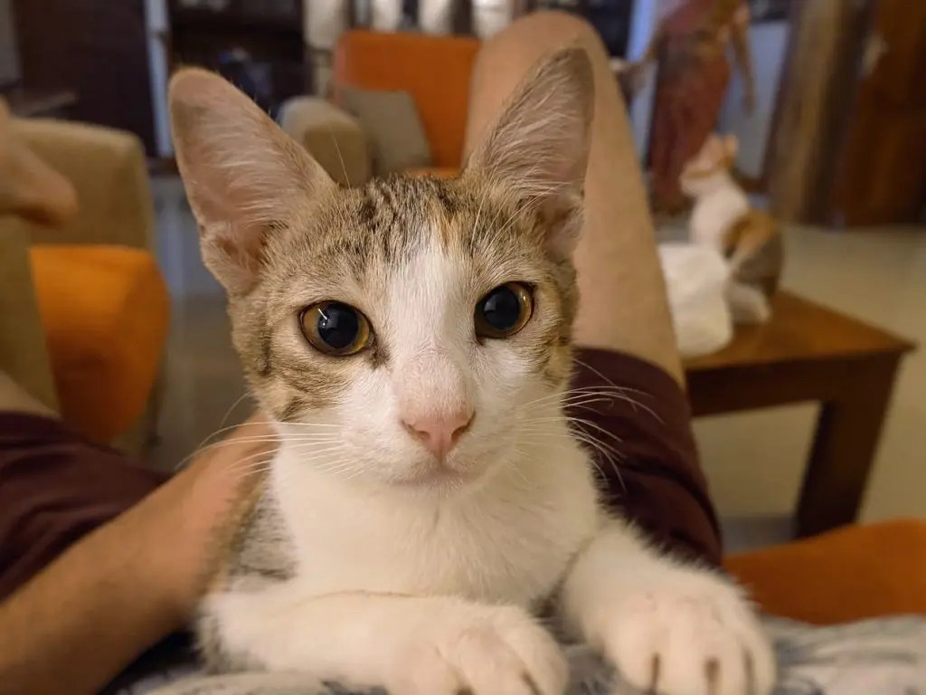 How Many Water Bowls For 2 Cats? (And Which One is Best!) Born For Pets