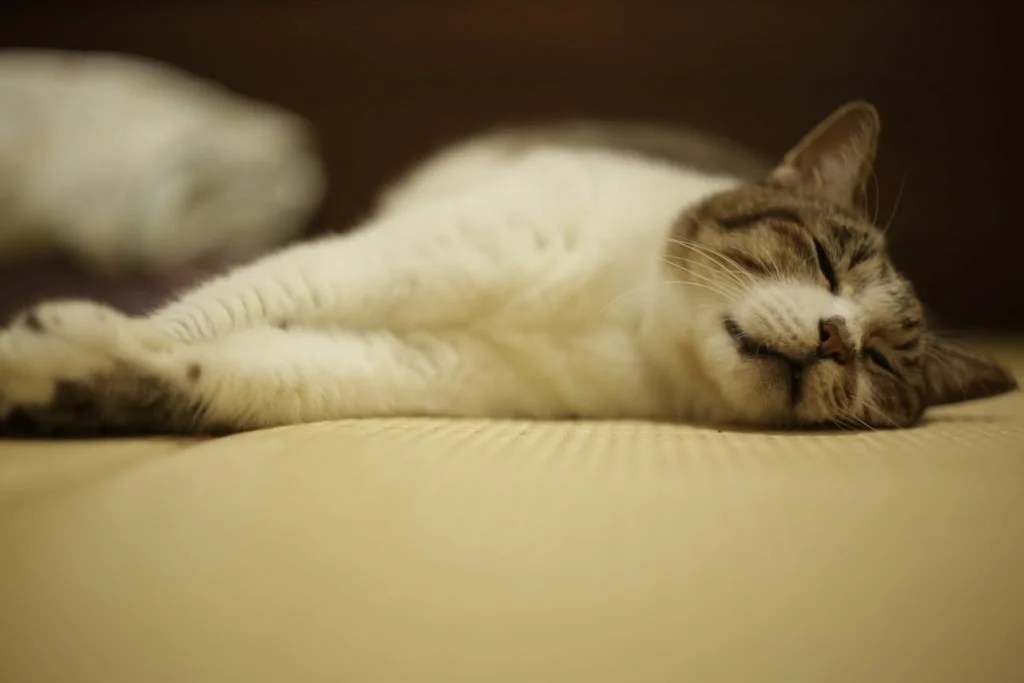 Why Is Cat Acting Strange After Vet Visit? (And How To Help!) Born