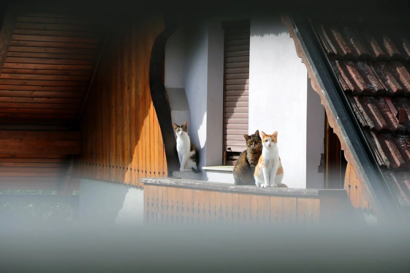 How To Keep Cat Off Balcony Railing at Gregory Brady blog