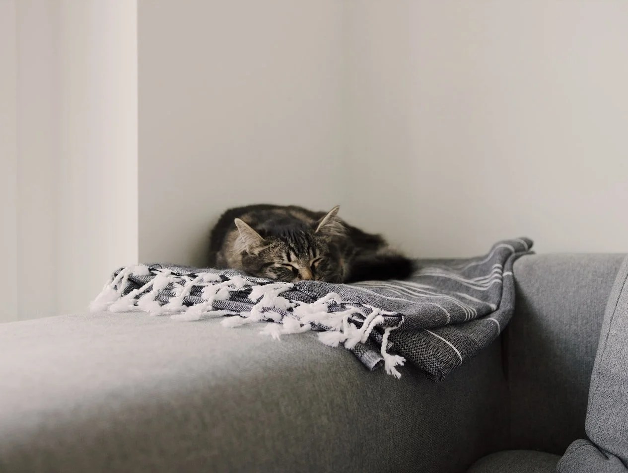 How To Remove Cat Litter Stuck To Bum (And How To Stop It From