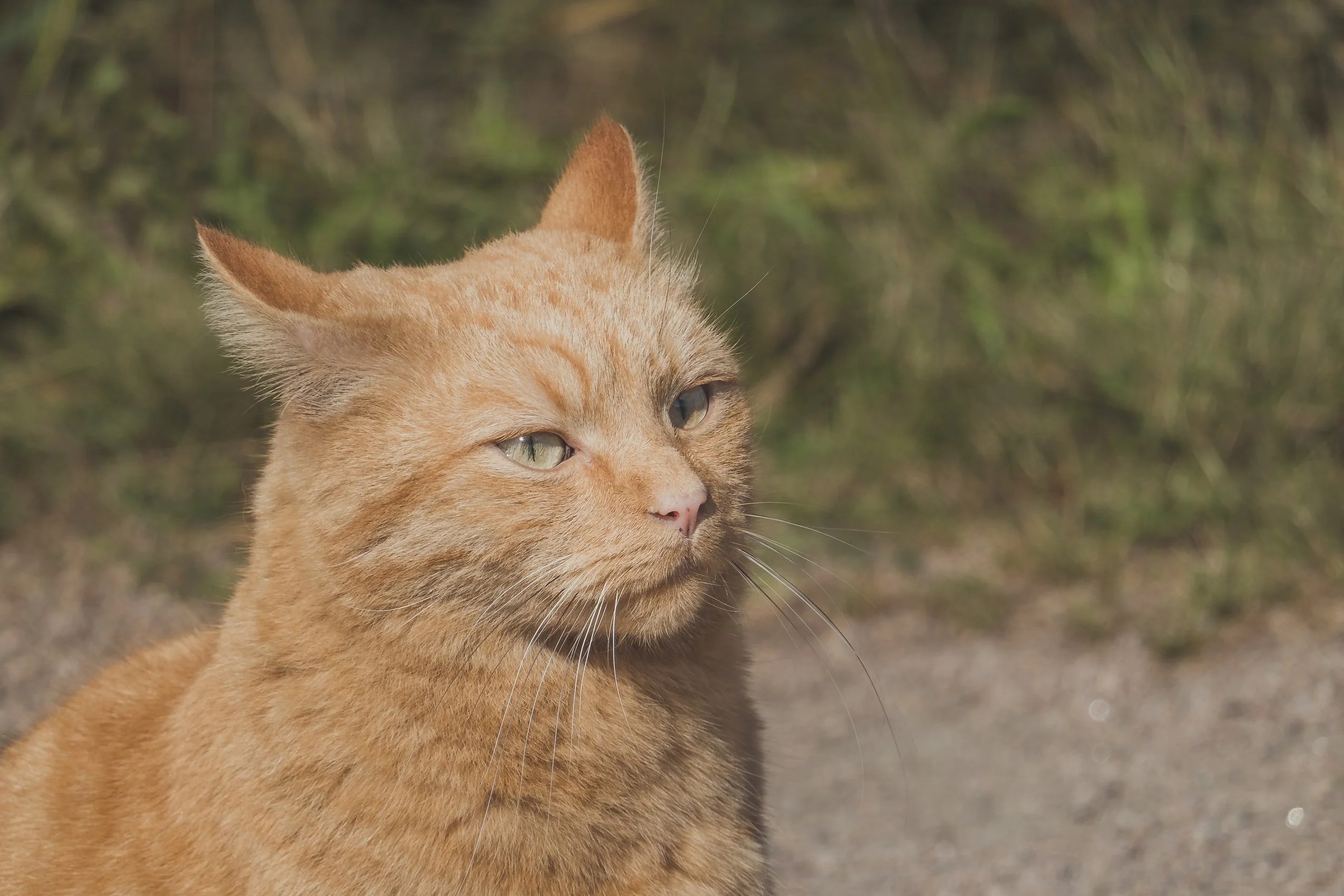 How To Stop Cat Chewing Food And Spitting It Out (And What Works