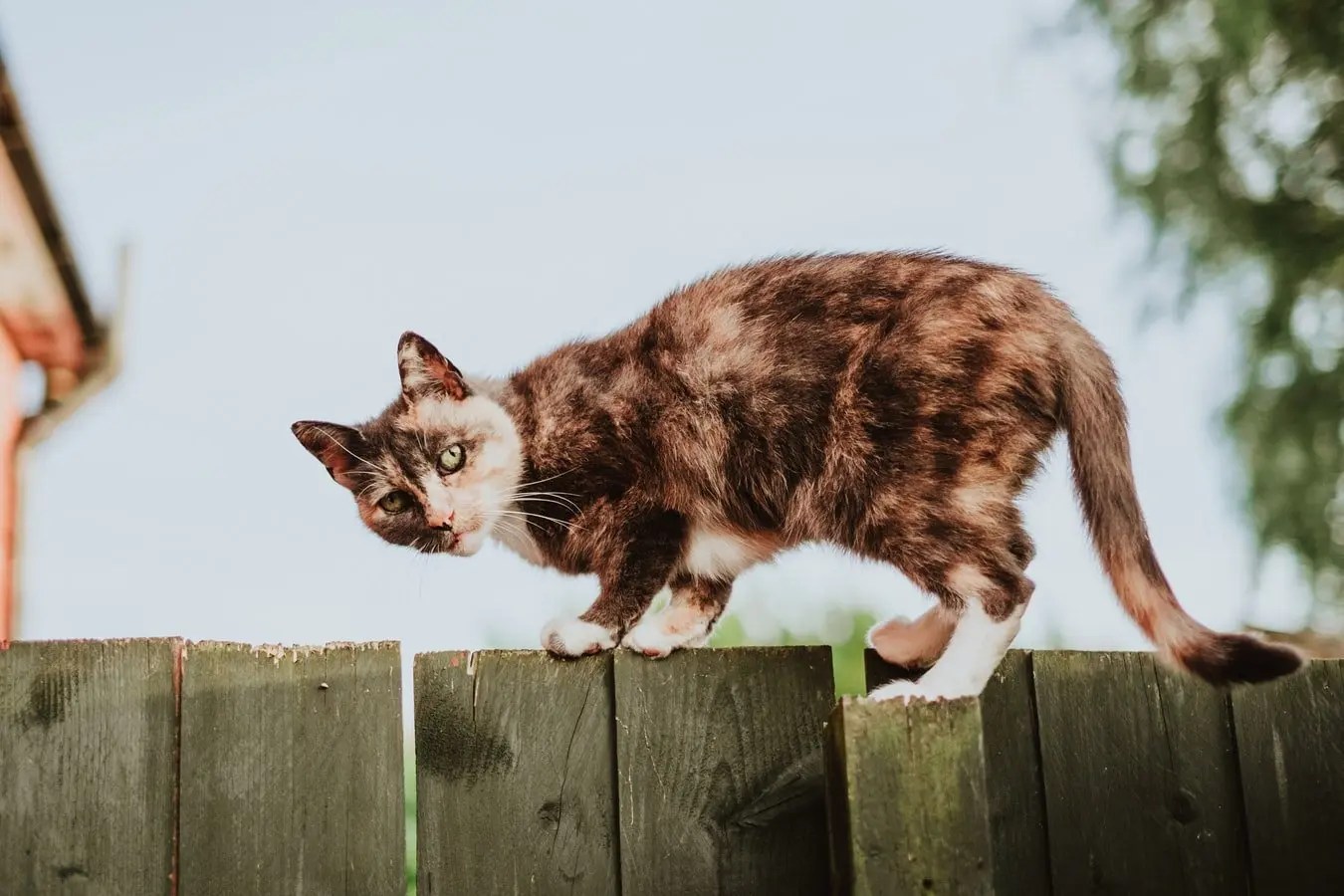 Tips On How To Keep Cat From Jumping Fence Born For Pets