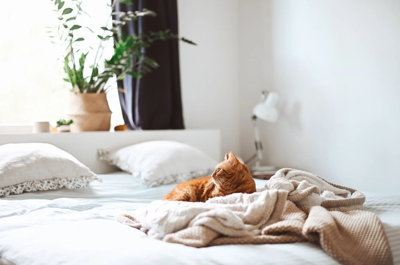 Why Is My Cat Digging On My Bed? (And How To Stop It!) Born For Pets