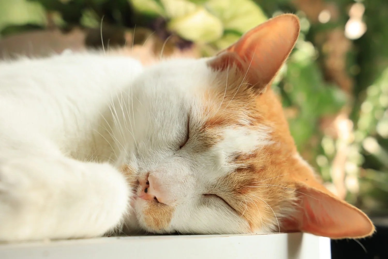 Why Do Female Cats Hump Each Other? (And How To Stop It!) Born For Pets