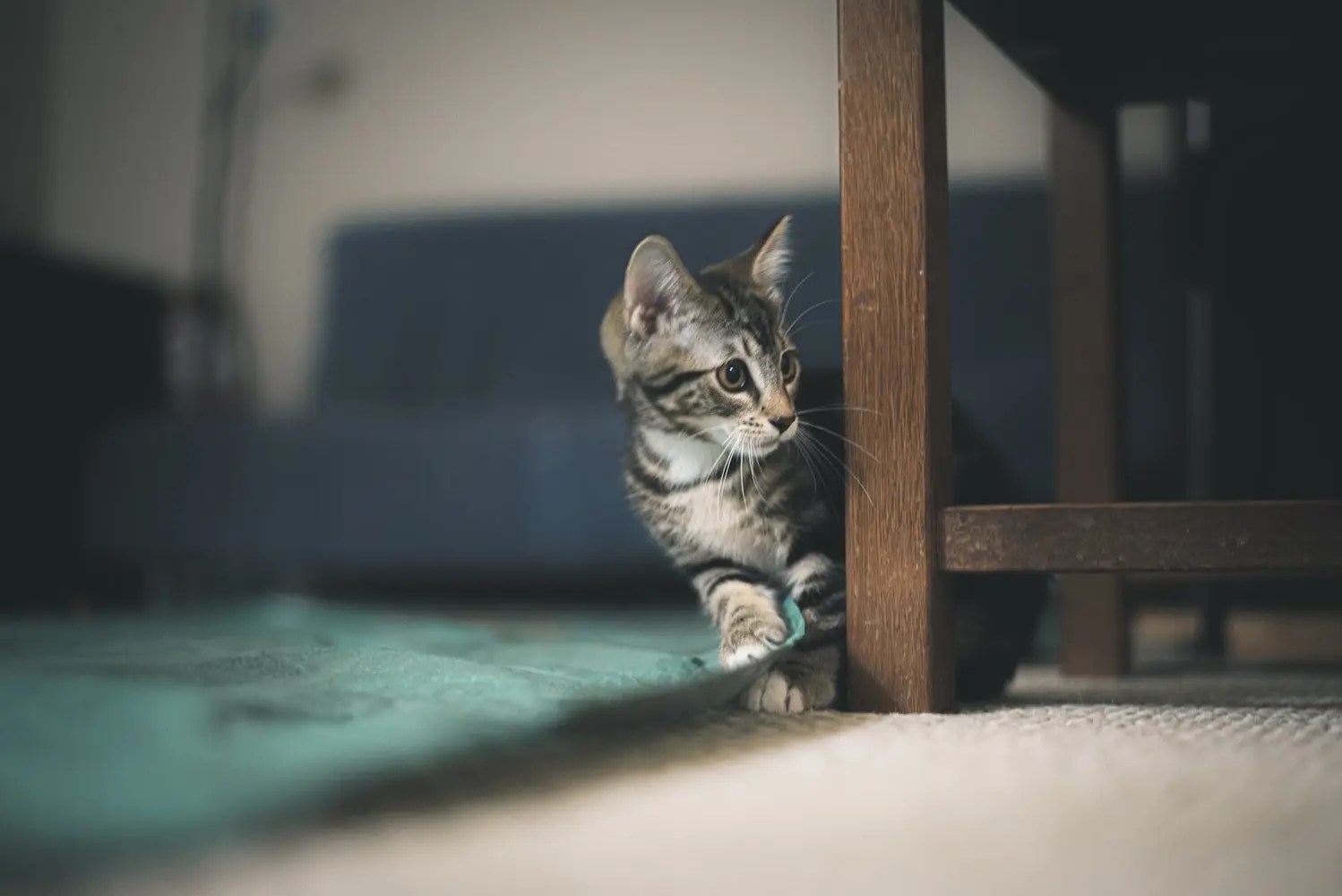 How Many Water Bowls For 2 Cats? (And Which One is Best!) Born For Pets