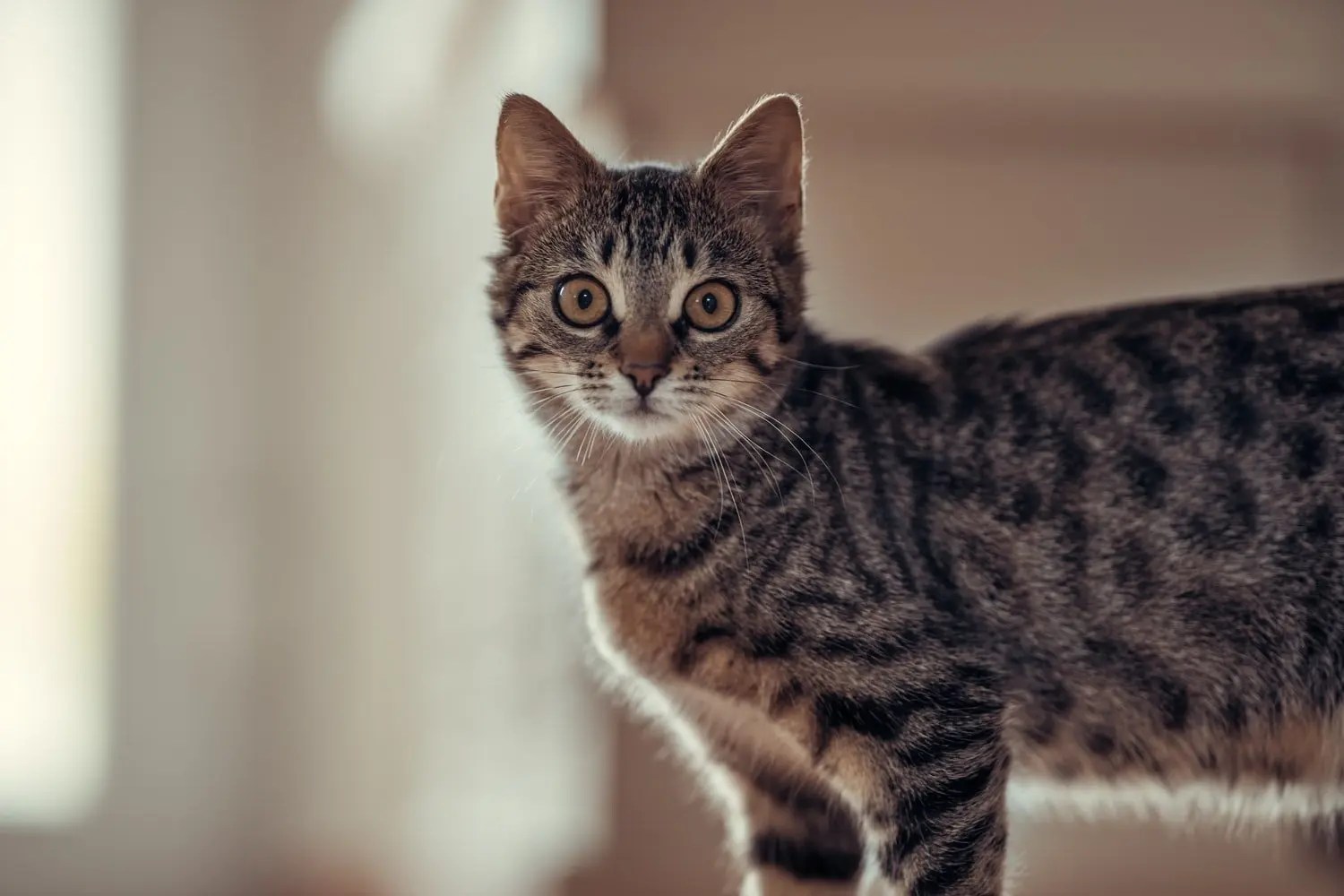 How To Stop Cat From Going Under Bed (And What Works!) Born For Pets