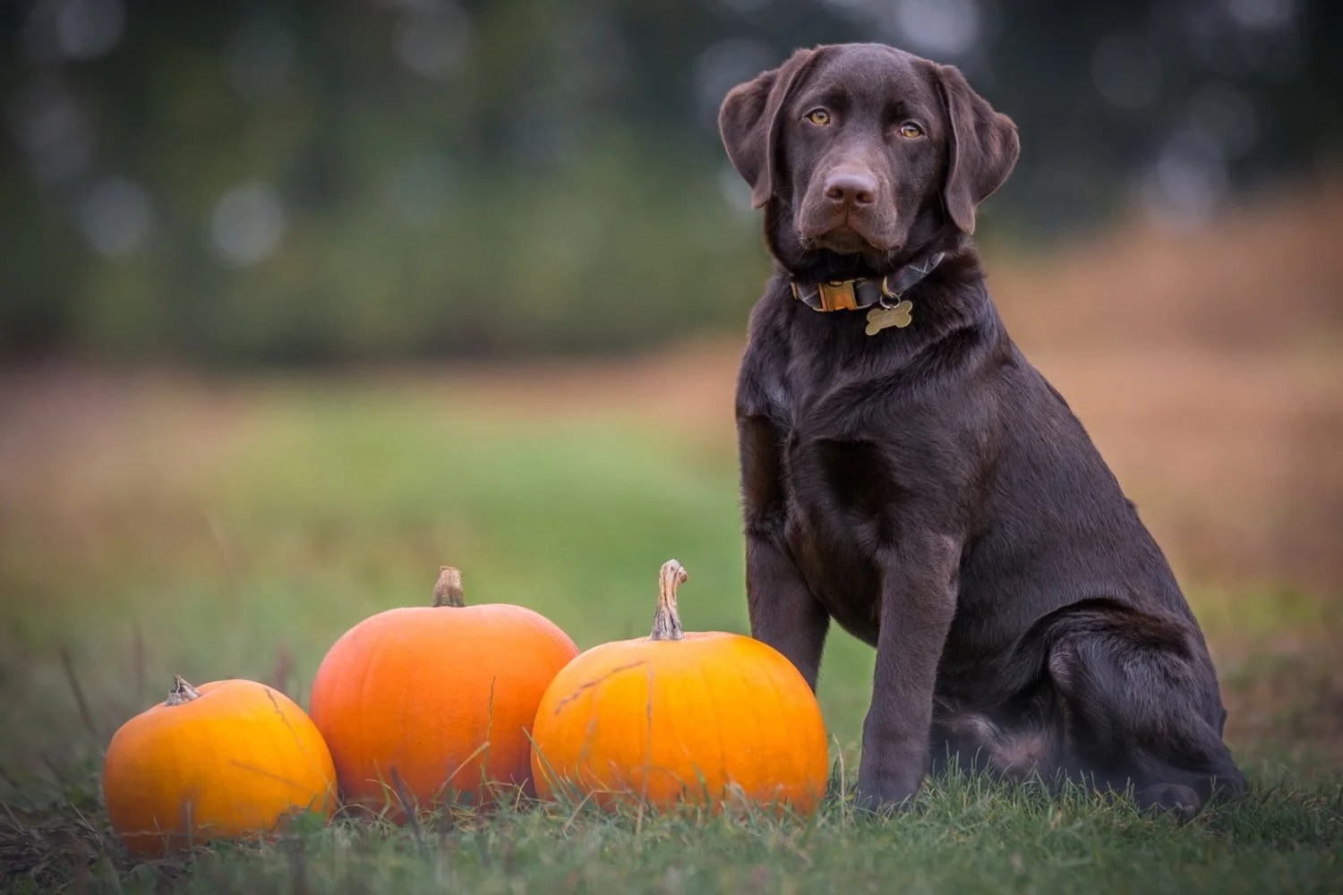 Best Halloween Costumes For Big Dogs (And Our Favorite!) Born For Pets