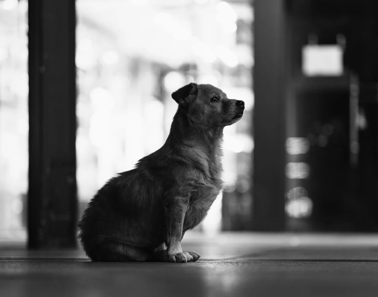 Should I Use Puppy Pads At Night? (And Which One to Buy!) Born For Pets