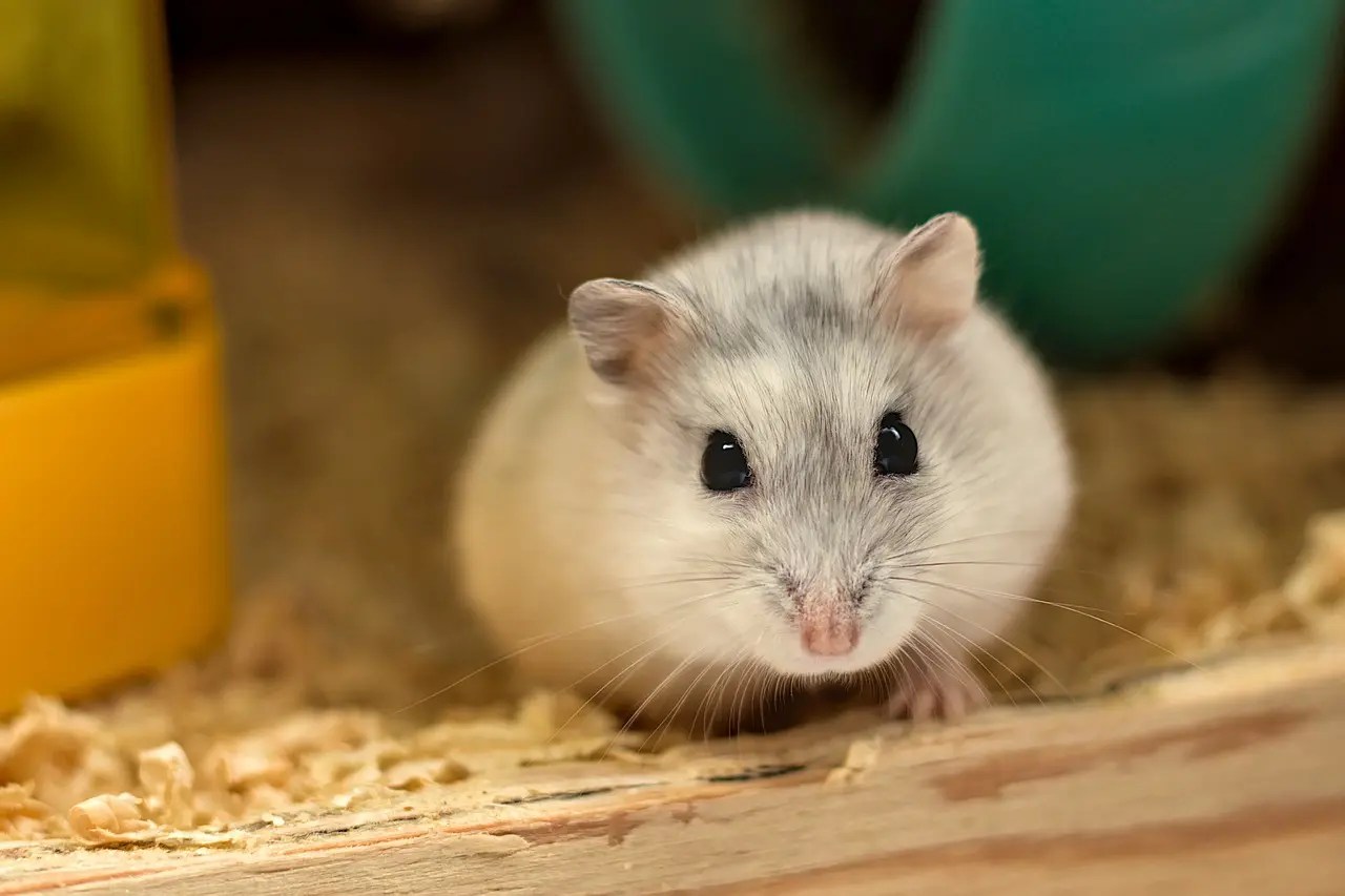 Why Does My Hamster Smell Like Pee? (And How To Fix It!) Born For Pets