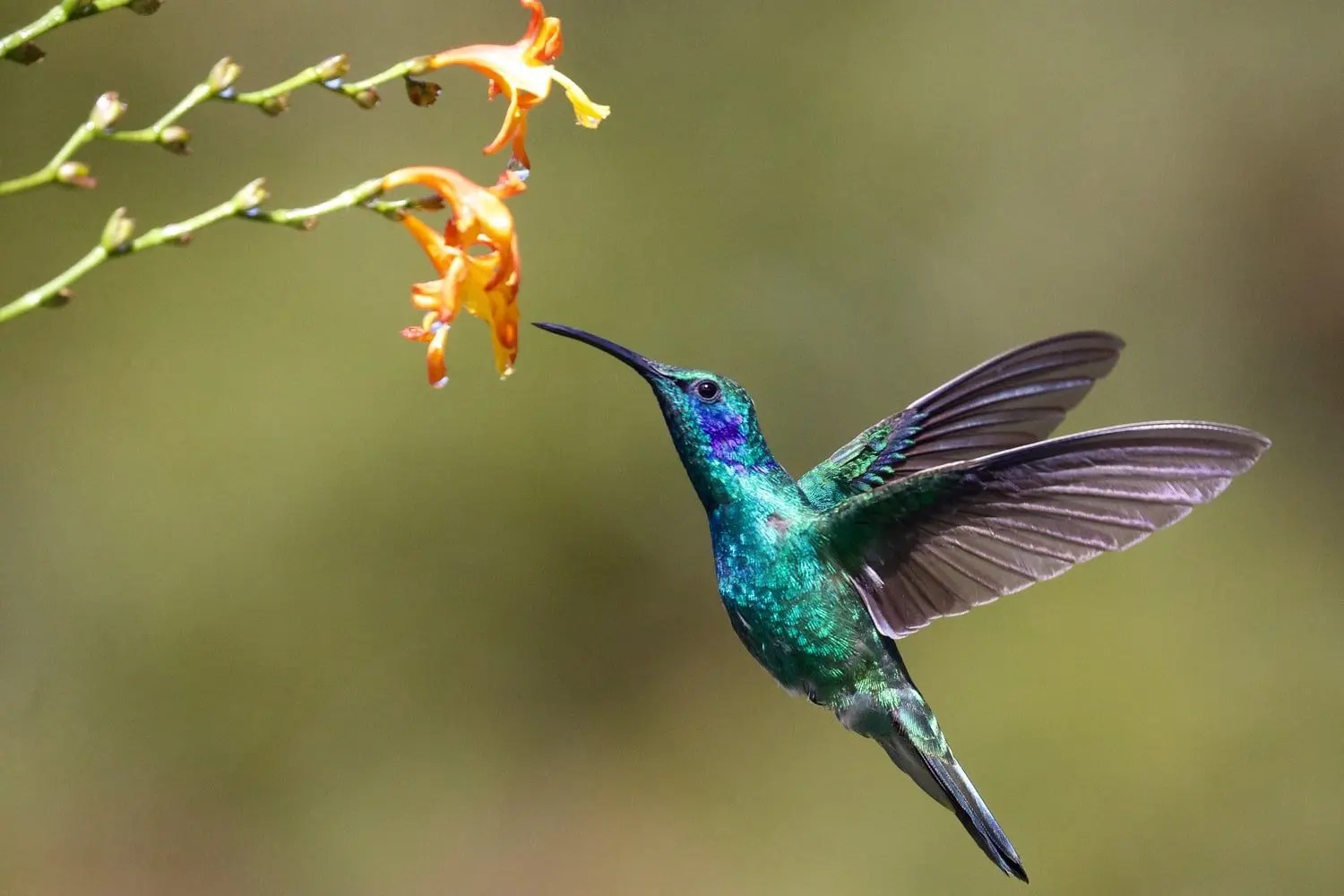 Do Hummingbird Feeders Work? (And Which One to Use!) Born For Pets