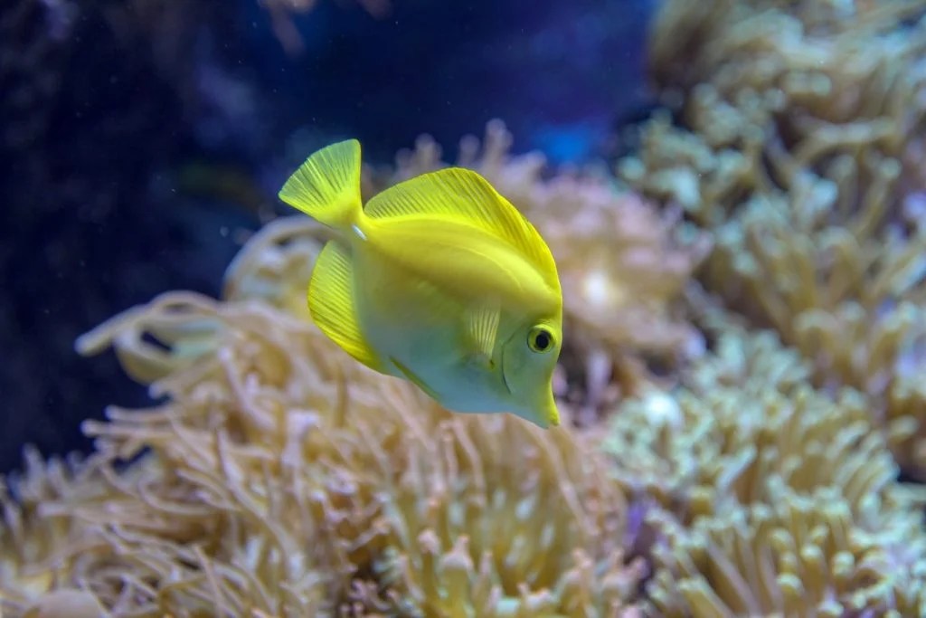 What To Put Under Fish Tank (And What Works Best!) Born For Pets