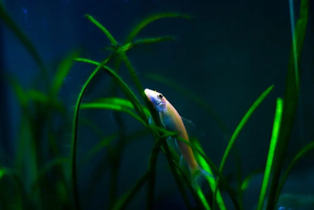 Top Benefits Of Tannins In Aquarium (And What to Use!) Born For Pets