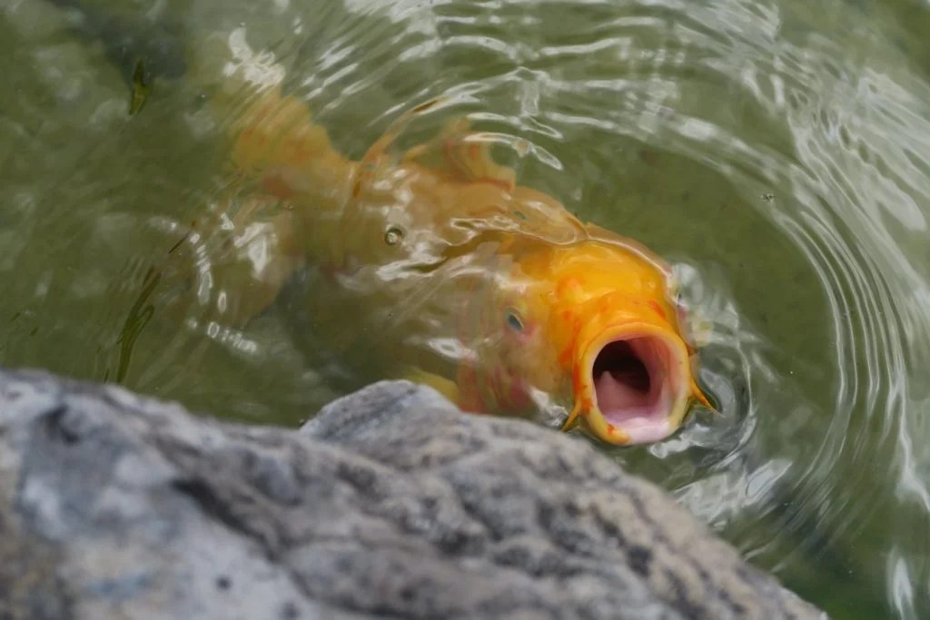Can Koi Fish Live In A Natural Pond? Born For Pets