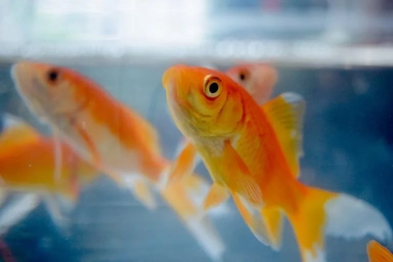 Why Is Goldfish Swollen Belly On One Side? (And How to Help!) Born For Pets