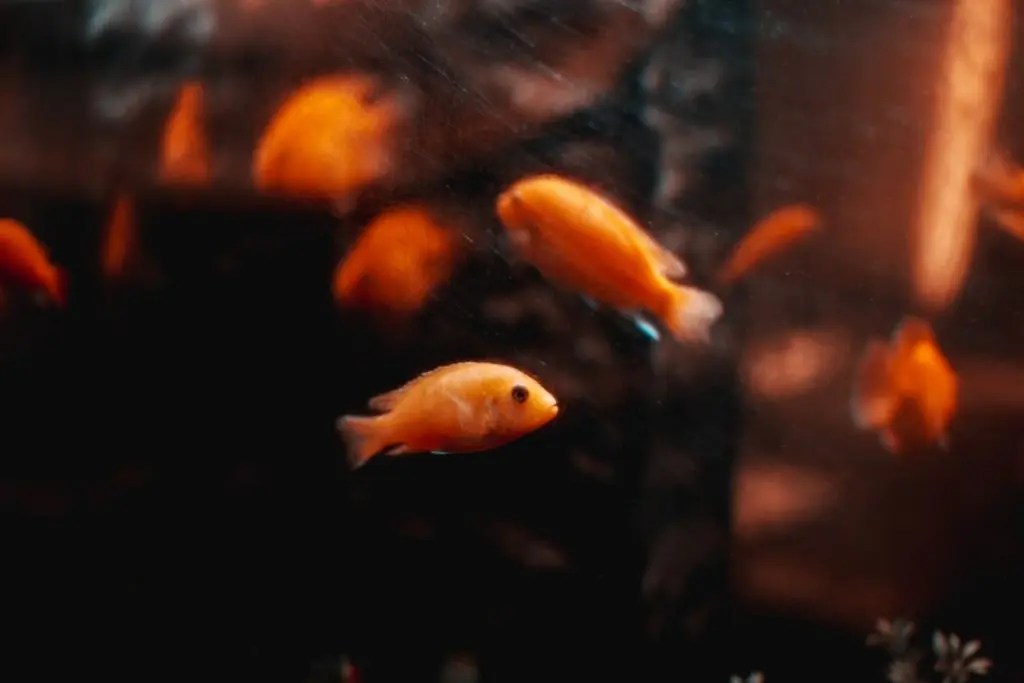 Why Is Goldfish Swollen Belly On One Side? (And How to Help!) Born For Pets