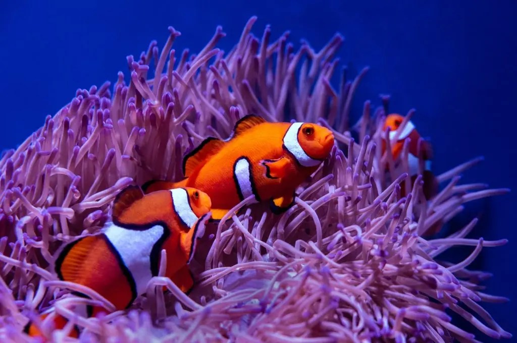 What Do Fish Eggs Look Like In a Fish Tank? Born For Pets