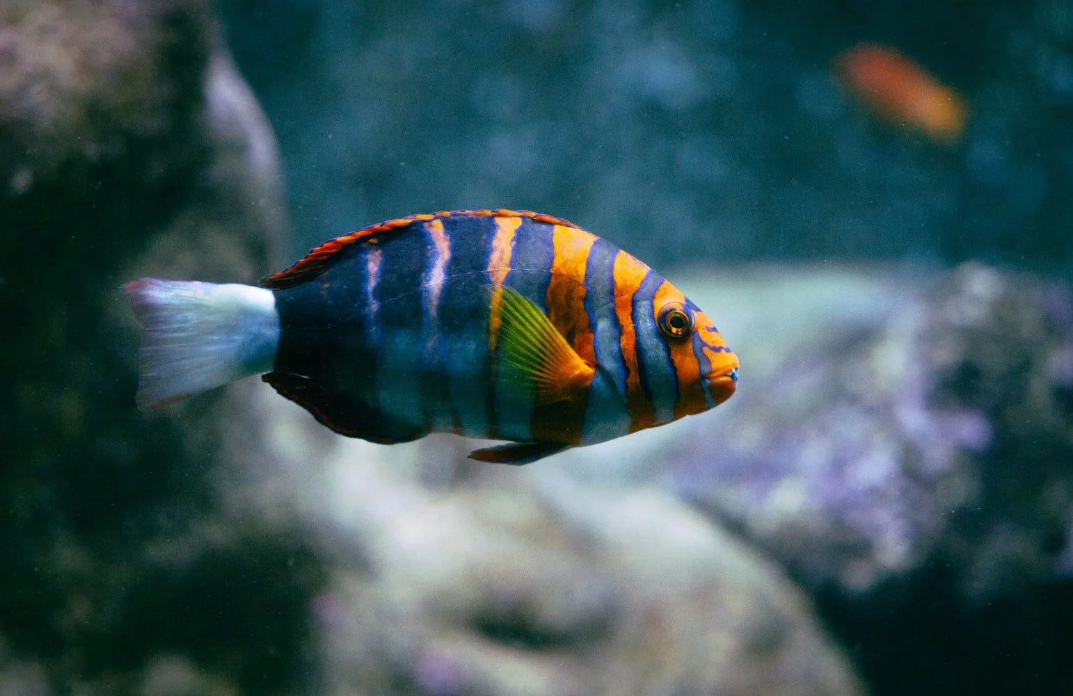 What To Put Under Fish Tank (And What Works Best!) Born For Pets