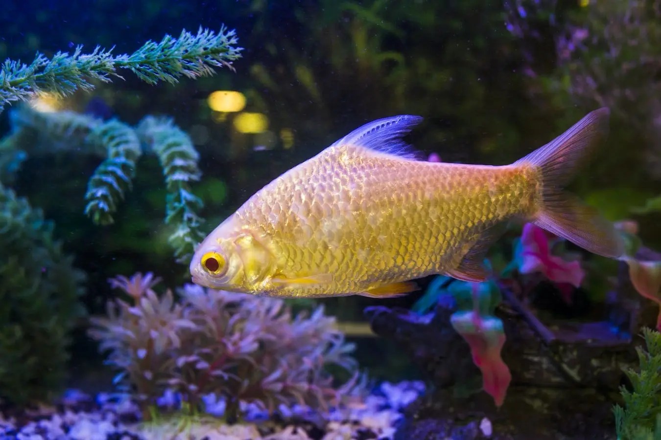 Do Glofish Need A Bubbler? (And Which Bubbler To Buy!) Born For Pets