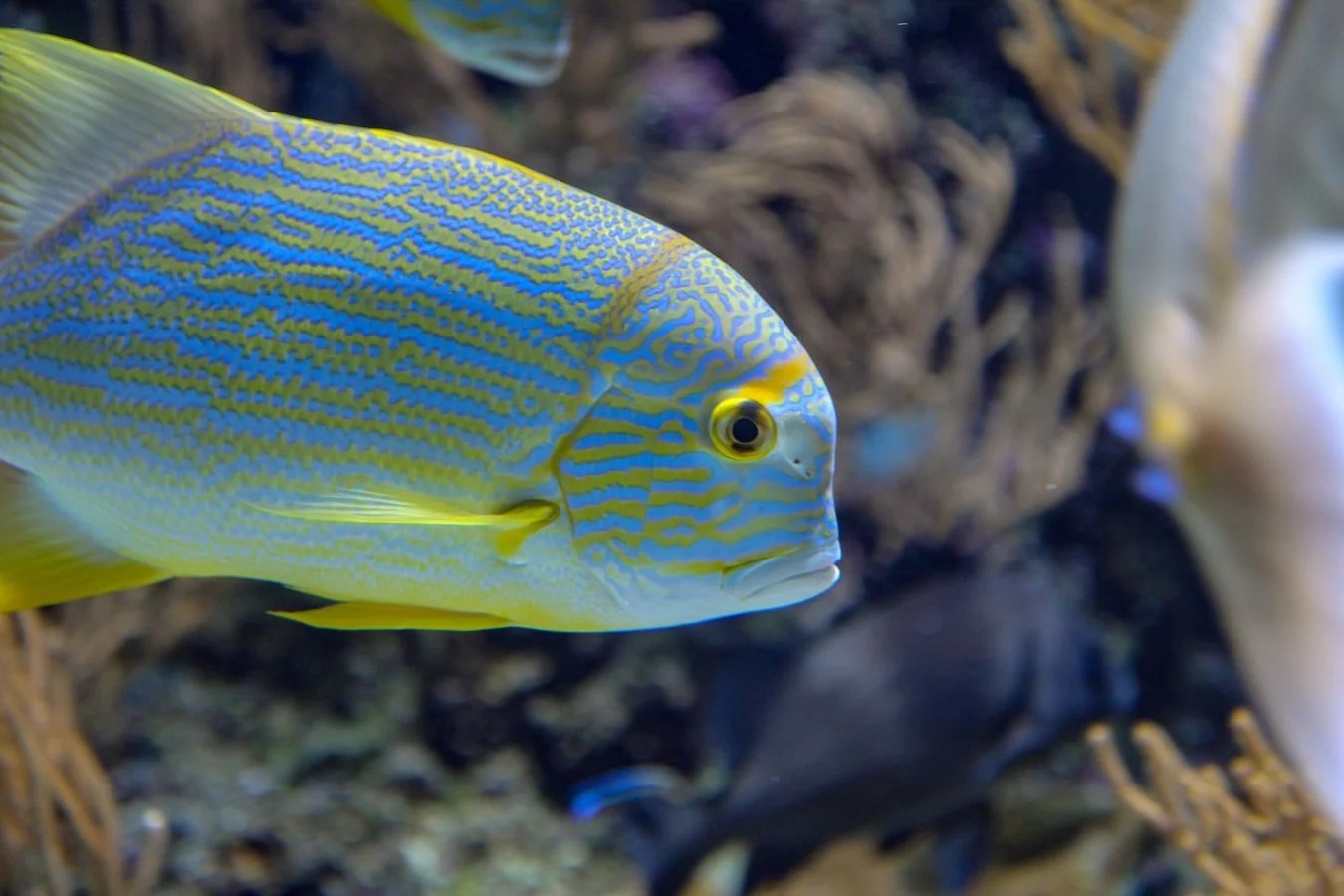 Why Are My Aquarium Plants Disintegrating? (And How To Save Them!) Born For Pets