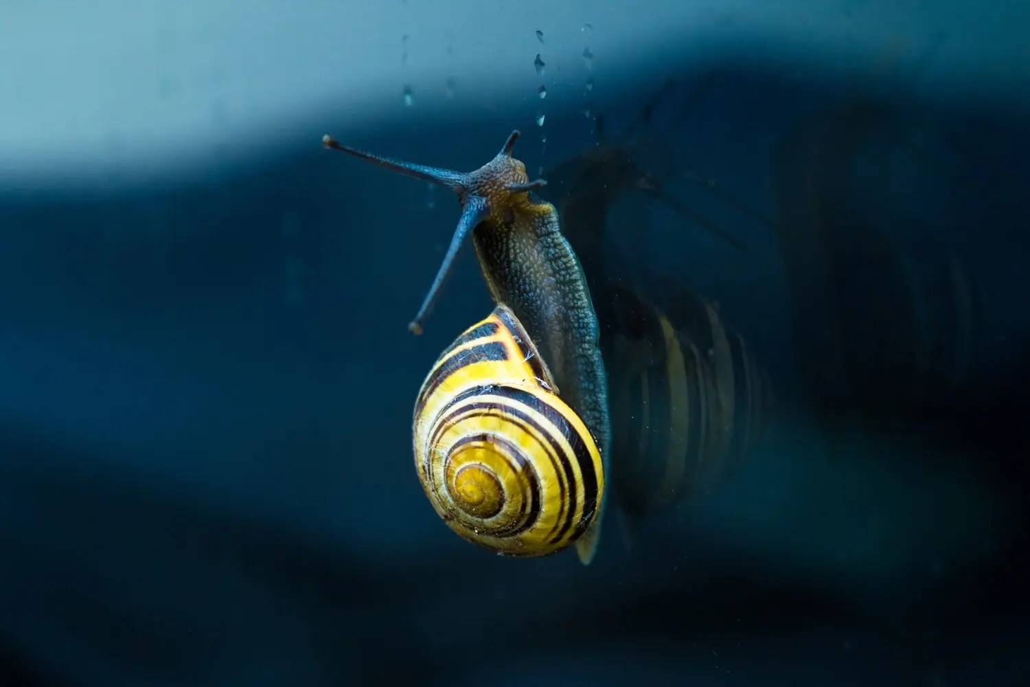 Is Having Snails In Fish Tank Good Or Bad? Born For Pets