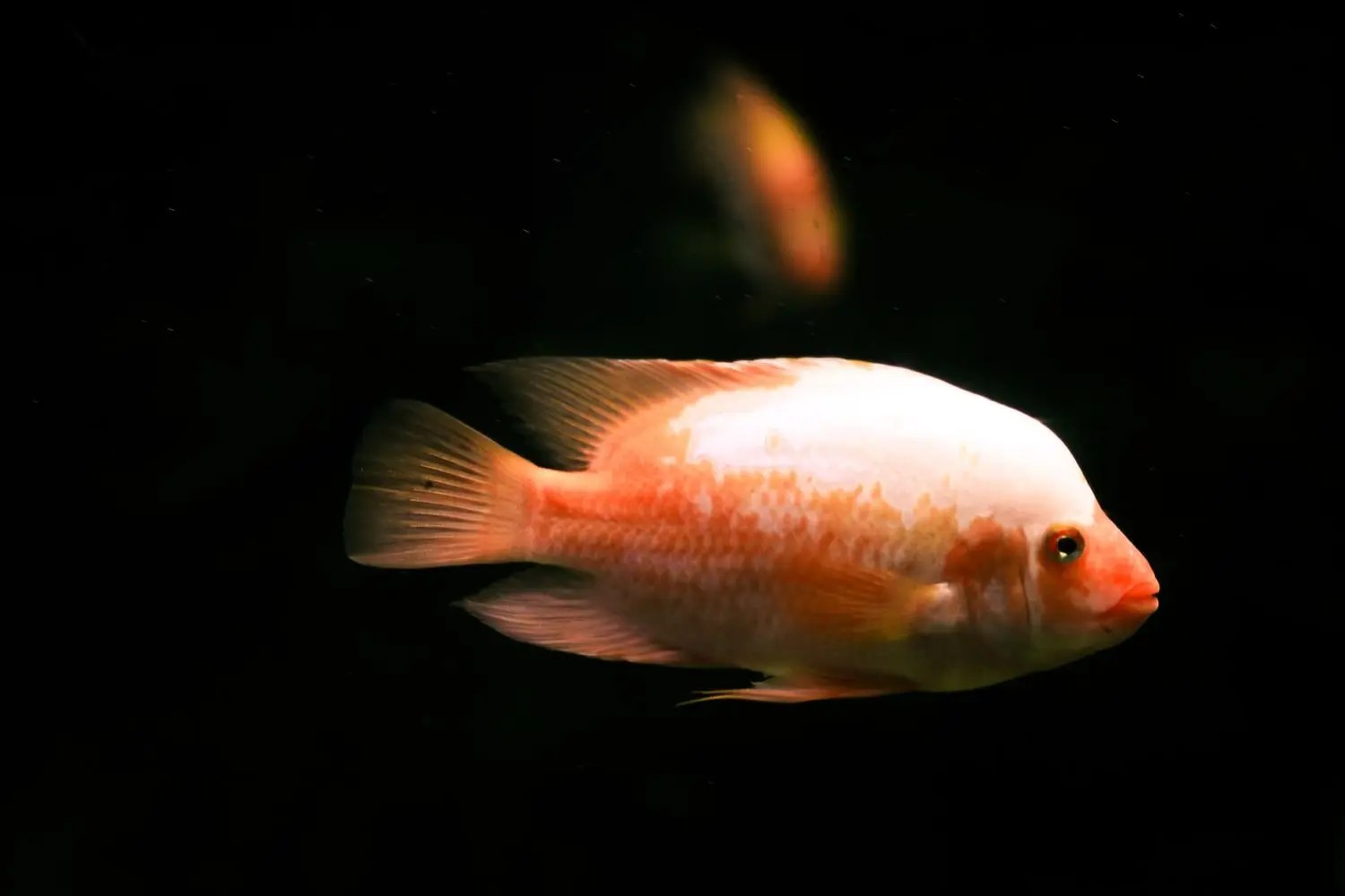 Top Benefits Of Tannins In Aquarium (And What to Use!) Born For Pets