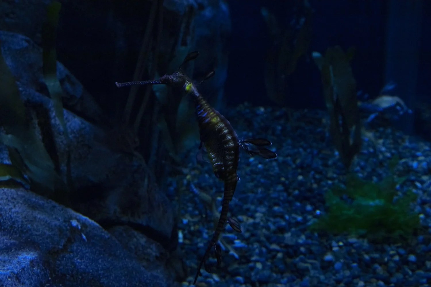 How To Seal Aquarium Decorations (And What To Use!) Born For Pets