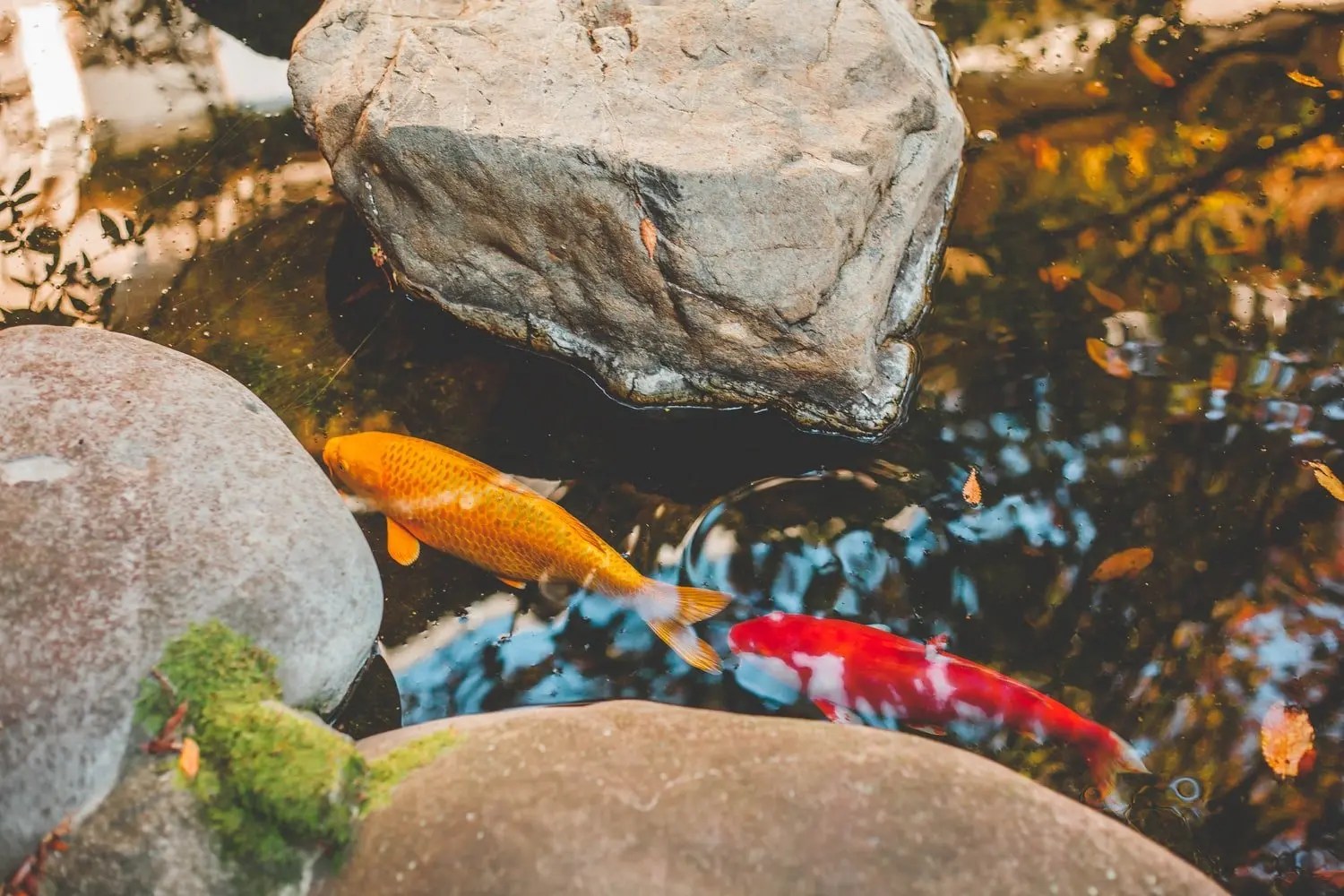 Can Koi Fish Live In A Natural Pond? Born For Pets
