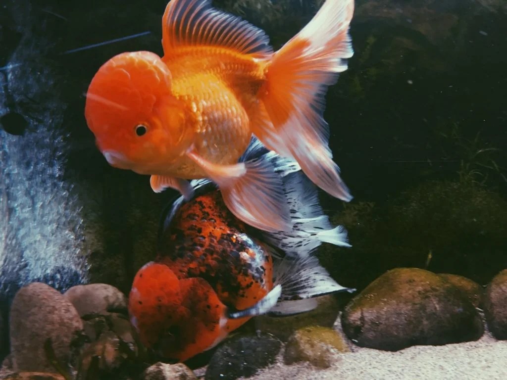 Why Is Goldfish Swollen Belly On One Side? (And How to Help!) Born For Pets
