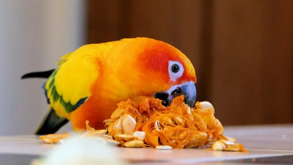 Most Cuddly Birds For Beginners (And What To Look For!) Born For Pets