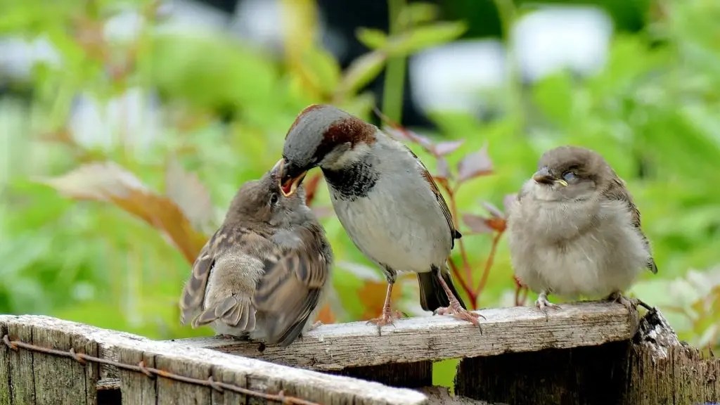 Do Baby Birds Eat At Night? (And What To Feed Them!) Born For Pets